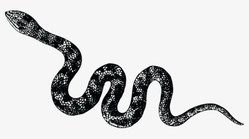 Viper Snake Png High-quality Image - Black And White Snake Clipart, Transparent Png, Free Download