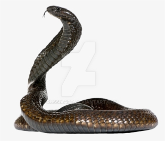 Snake Png Clipart - Cobra Snake Side View, Transparent Png, Free Download