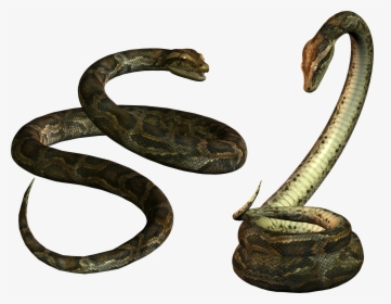 Titanoboa Snake Png Image - Transparent Background Snake Png, Png Download, Free Download