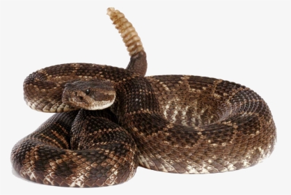 Rattlesnake Free Download Png - Rattlesnake Png, Transparent Png, Free Download