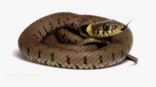 Diamondback Snake Png Picture, Transparent Png, Free Download