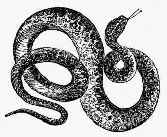 Serpent Illustration Png, Transparent Png, Free Download