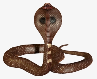 King Cobra Snake Png, Transparent Png, Free Download
