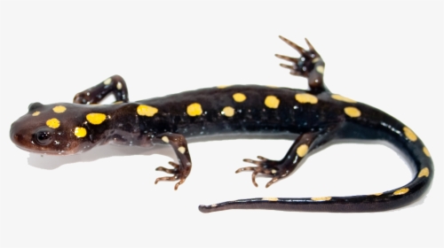 Download Salamander Png Image - Spotted Salamander Anatomy, Transparent Png, Free Download