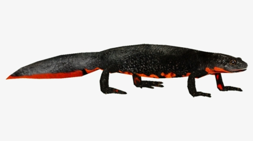 Firebelliednewt - Fire Belly Newt Png, Transparent Png, Free Download