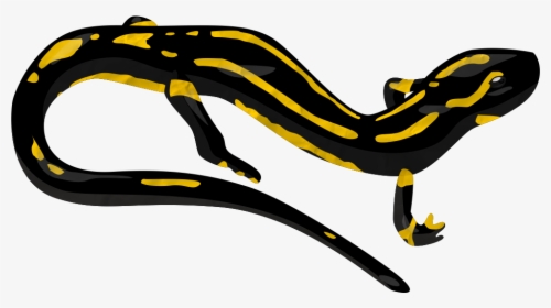 Newt Clipart Transparent - Salamander Clipart Transparent Background, HD Png Download, Free Download