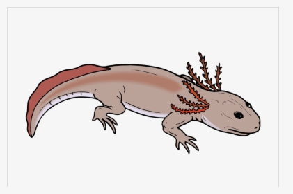 Salamander Chinese Fire Belly Newt Lizard Axolotl - Branchiosaurus, HD Png Download, Free Download