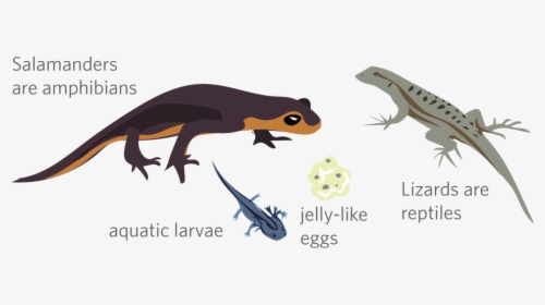 Frog, HD Png Download, Free Download