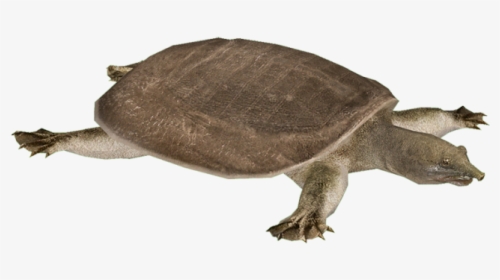 Snapping Turtle Png Transparent Images - Yangtze Softshell Turtle Png, Png Download, Free Download