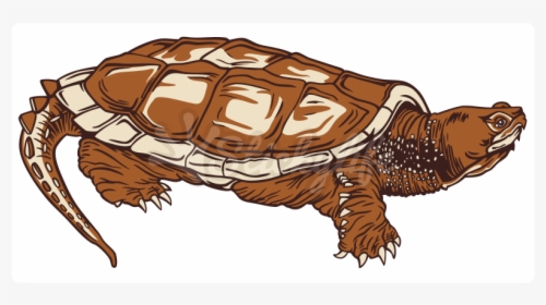 Common Snapping Turtle Static Cling - Desert Tortoise, HD Png Download, Free Download