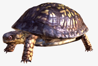 Common Snapping Turtle - Turtle Png, Transparent Png, Free Download