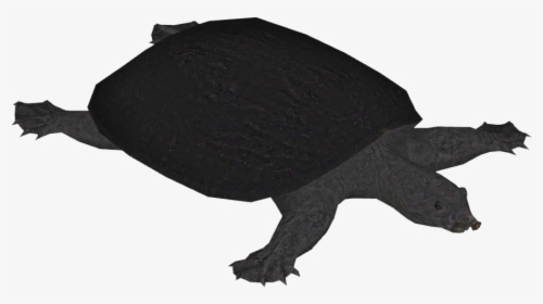 Transparent Turtle Silhouette Png - Silhouette Soft Shell Turtle, Png Download, Free Download