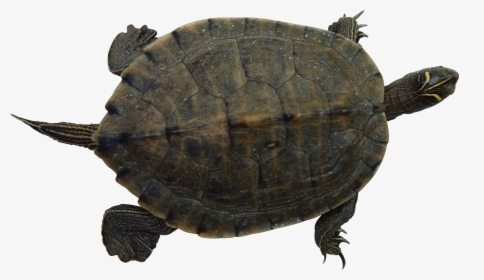 Turtle Png - 乌龟 - Pet Turtle Png, Transparent Png, Free Download