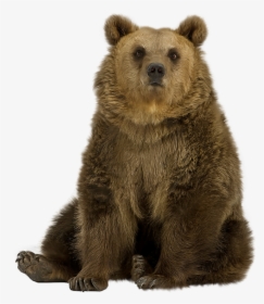 Brown Bear Png - Bear Sitting Png, Transparent Png, Free Download