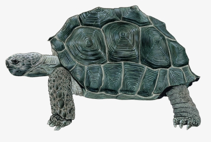 Galápagos Tortoise - Galapagos Turtle Ayı Png, Transparent Png, Free Download