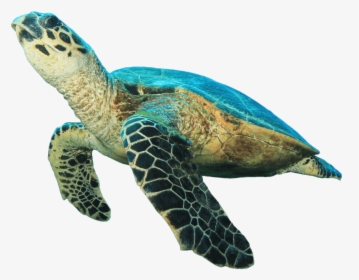 Turtle Looking Up - Green Sea Turtle White Background, HD Png Download, Free Download
