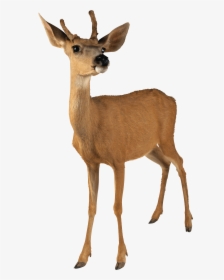 Clip Art Deer Png For - Deer Transparent Png, Png Download, Free Download