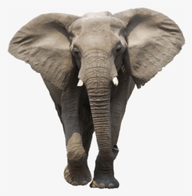 Elephant Face - Elephant Png, Transparent Png, Free Download