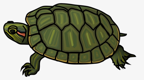 Red Eared Slider Turtle Coloring Page, HD Png Download, Free Download