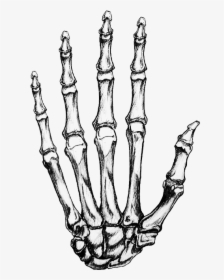 Bone Hand Png - Transparent Skeleton Hand Png, Png Download, Free Download