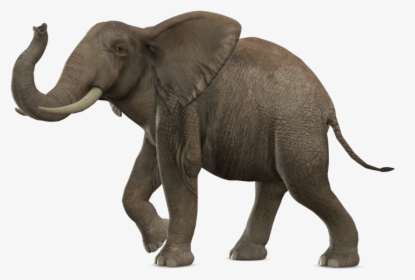 Elephant Walking - Elephant Png, Transparent Png, Free Download