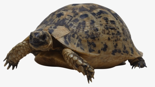 Turtle - Turtle Png, Transparent Png, Free Download