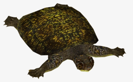 S Turtle - Blandings Turtle Png, Transparent Png, Free Download