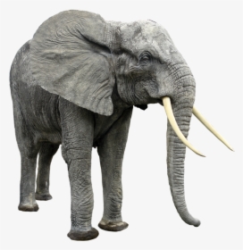 Best Free Elephants High Quality Png - Elephant Png, Transparent Png, Free Download