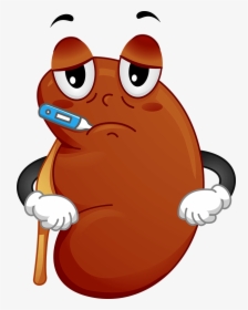 Treatment For Kidney Disease The Correct Understanding - Chronic Kidney Disease Cartoon, HD Png Download, Free Download