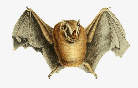 Phyllostoma Natt - Drawing - Vampire Bat, HD Png Download, Free Download