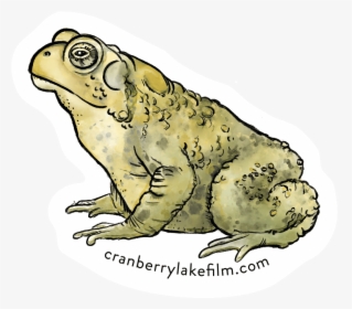 Cranberrylake Sticker Toad - Colorado River Toad, HD Png Download, Free Download