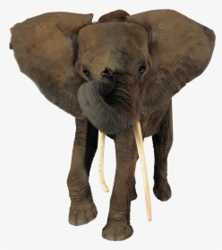 Transparent Background African Elephant Png, Png Download, Free Download