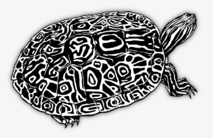 Watrivcootbw - Png Turtle Black And White, Transparent Png, Free Download