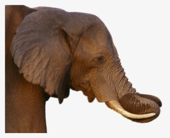 Elephant Png Image - Elephant, Transparent Png, Free Download