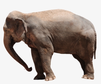 Elephant Png Transparent - Gift Png Animales, Png Download, Free Download