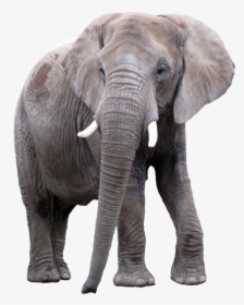 Go To Image - Asian Elephant Transparent Background, HD Png Download, Free Download