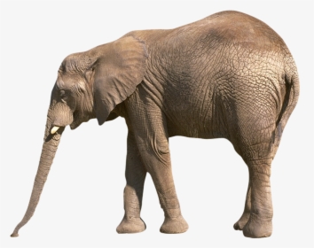 Elephant Png - Information About Elephant In English, Transparent Png, Free Download