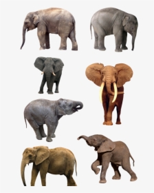 Download For Free Elephants Png - Natural History Museum Of Los Angeles County, Transparent Png, Free Download