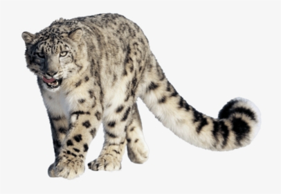 Leopard Snow - Snow Leopard Hemis National Park, HD Png Download, Free Download