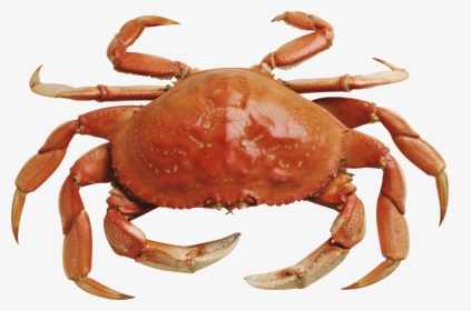 Snow Crab Without Background - Crab Png, Transparent Png, Free Download