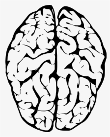 Brain Line Art Illustration - Brains Black And White, HD Png Download, Free Download