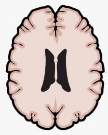 Brain Clipart , Png Download - Vector Graphics, Transparent Png, Free Download