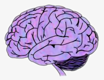 Transparent Brain Clipart Png - Purple Brain, Png Download, Free Download