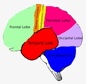 Brain Clipart With Labels, HD Png Download, Free Download