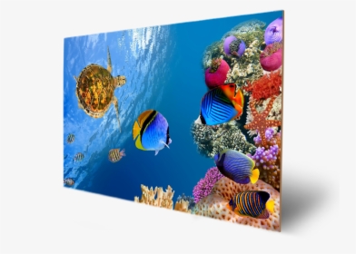 Transparent Underwater Bubble Png - Pro Retina Desktop Wallpaper Macbook 2560 X 1600, Png Download, Free Download