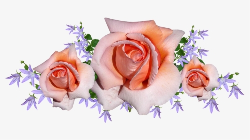 Thank You Messages To My Friends For Support Me During - Garden Roses, HD Png Download, Free Download