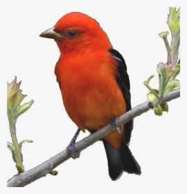 Summer Tanager, HD Png Download, Free Download
