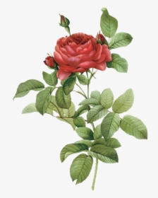 Botany Flower Rose Illustration French Botanical - Rose Botanical Flowers Drawings, HD Png Download, Free Download