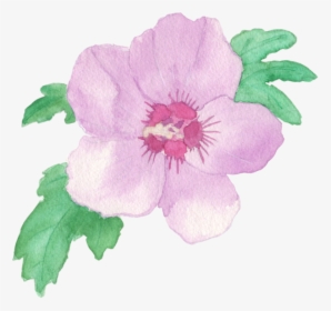 Watercolorros V2 - Rose Of Sharon Design, HD Png Download, Free Download