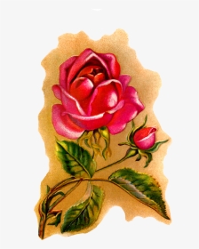 Flower Rose Illustration Vintage Art - Garden Roses, HD Png Download, Free Download